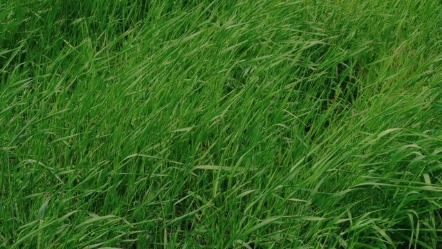 Green meadow grass in the wind textured video background