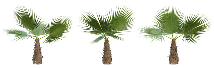 Washingtonia filifera palm tree on transparent background, png plant, 3d render illustration.