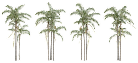 Syagrus romanzoffiana palm tree on transparent background, png plant, 3d render illustration.