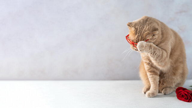 Funny cat wearing glasses covering his face with a paw. Embarrassed, disappointed, naughty cat on grey background. omg emotion. Copy space.