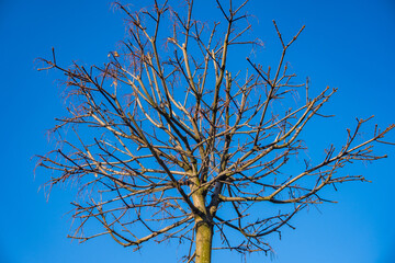 Obraz premium Isolated trees against a blue sky background. Nature forest photo idea concept
