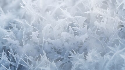 abstract natural background from plant covered with hoarfrost or rime