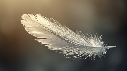 Glistening Dew Drops on a Feather with a Soft Backlit Glow