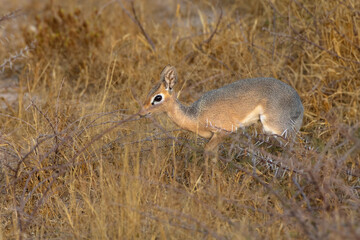 A shy dik-dik (Madoqua), named for the female alarm call, keeps a watchful eye.