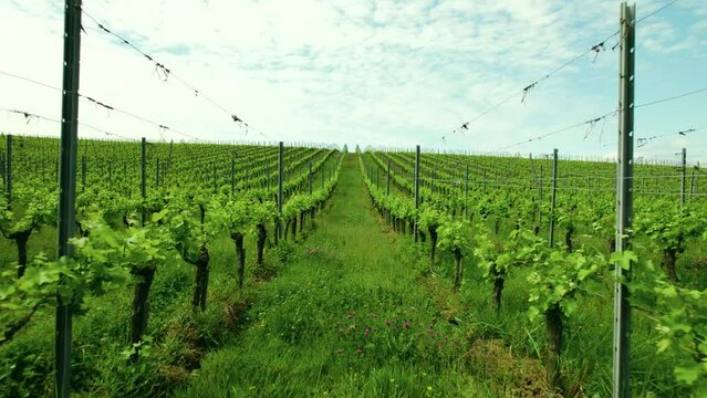 Plan Drone dans les vignes au plus pr&egrave;s du raisin