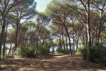typical maritime pine forest in Tuscany - nature reserve