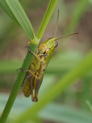Grasshopper on a blade of grass in the garden.