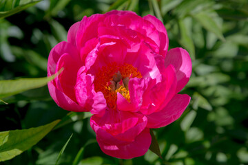Paeonia, peony Cytherea blooms in the garden in summer