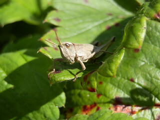 Grasshopper on a green leaf in the sun. Macro