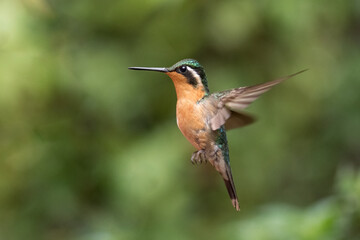 Purple-throated mountaingem
(Lampornis calolaemus) in flight, photographed in monteverde cloud forest. Costa Rica. Wildlife.