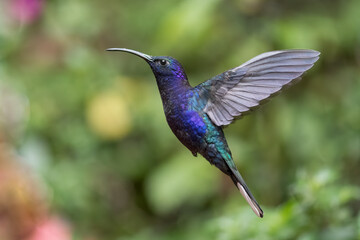 Violet sabrewing hummingbird (Campylopterus hemileucurus) in flight, photographed in monteverde cloud forest. Costa Rica. Wildlife.