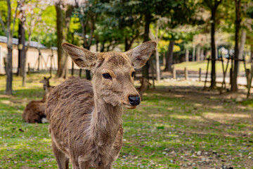Naklejka na ściany i meble 奈良県　春の奈良公園と鹿　 