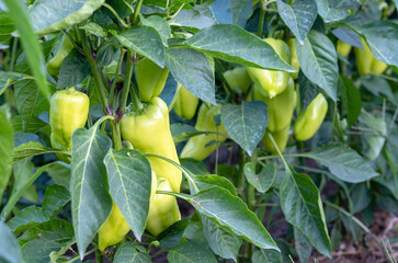 Green ripe sweet pepper in the garden. Organic farming. A small business growing sweet paprika in the garden.