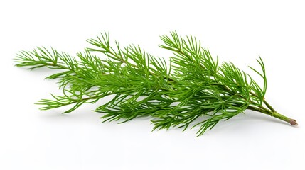 Closeup of green twig of thuja the cypress family on white background
 - obrazy, fototapety, plakaty