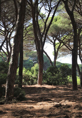 Fototapeta na wymiar sunny pine forest of maritime pines