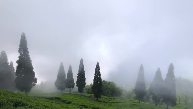 Tea garden in India darjeeling on a cloudy day in India, west bengal, darjeeling