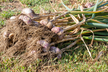 Fresh garlic harvest in the garden. Digging out garlic bulbs