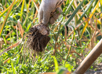 Fresh garlic harvest in the garden. Digging out garlic bulbs