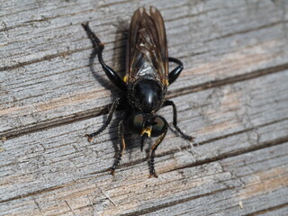 Image of a fly on a wooden background. Insect. Animal.