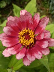 Zinnia elegans, Zinnia violacea Cav.