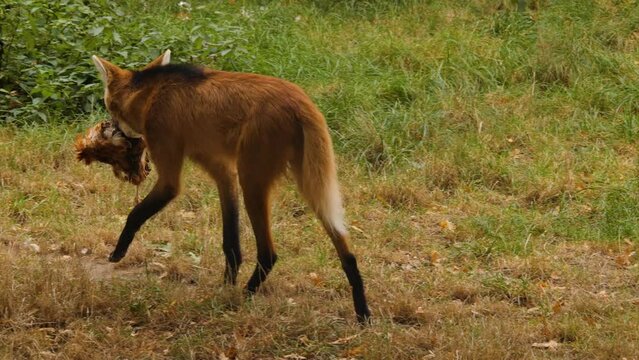 A maned wolf walking around with a chicken in his mouth.