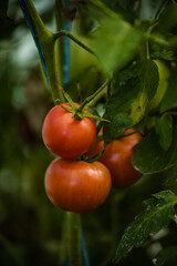 tomato harvest growing in a greenhouse