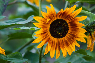 annual sunflower blooming in the garden