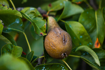blooming pear fruit close up on a pear tree