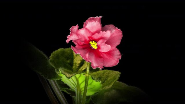 Pink Saintpaulia flowers, commonly known as African violets. Parma violet blooms on a black background. time interval. Holiday decoration, gift. Ecology