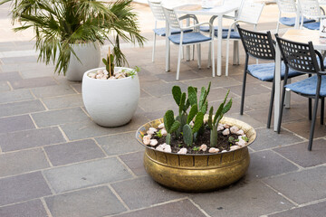 Pots with outdoor plants, Italy. Cactus in a metal flowerpot against cafe, decoration in a...