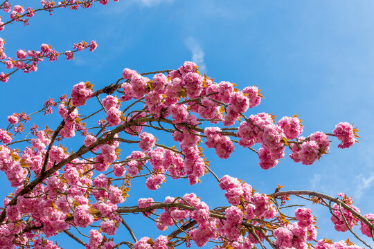 Branch of pink cherry tree in bloom on blue sky background, cherry blossom in spring, hanami season in Japan