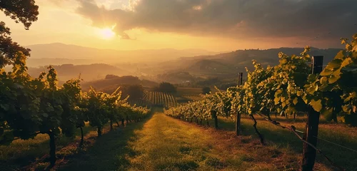 Crédence de cuisine en verre imprimé Vignoble A panoramic scene of rolling vineyards at sunset in a peaceful countryside,