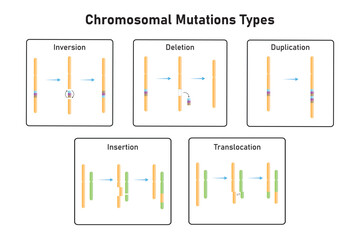 Chromosomal Mutations Types Scientific Design. Vector Illustration. - obrazy, fototapety, plakaty