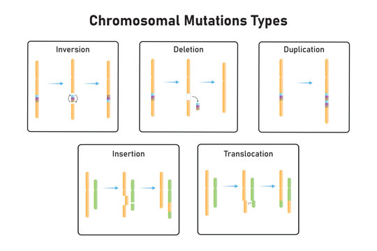 Chromosomal Mutations Types Scientific Design. Vector Illustration.