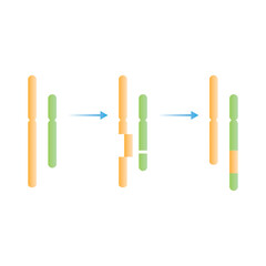 Insertion Chromosomal Mutation Scientific Design. Vector Illustration.