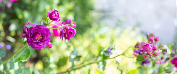 Purple violet mixed color Floribunda Rose Burgundy Ice flowers in the garden, against blurred green leaves, idea for cards, greetings, nature flower background, High quality photo