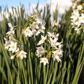 Blooming daffodils on Mount Carmel in December