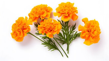 marigold flower isolated on white, Latin name Tagetes