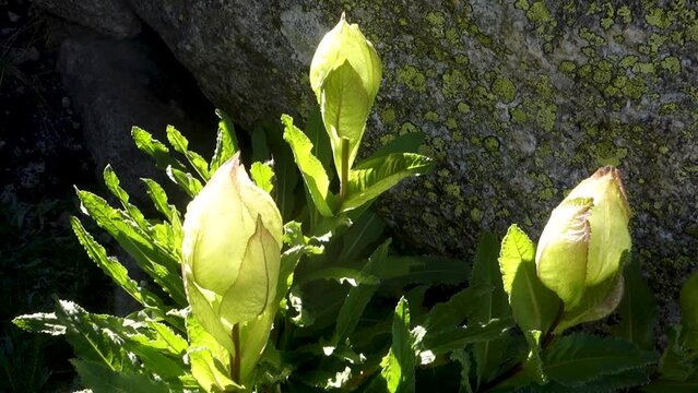 Sacred Brahma Kamal (Saussurea obvallata), revered Himalayan flower, Kinner Kailash Yatra, Himachal Pradesh, India.
