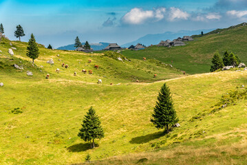 Landscape of Slovenia. A herd of cows grazes on the grass of the meadow of the Velika Planina plateau - 707950515