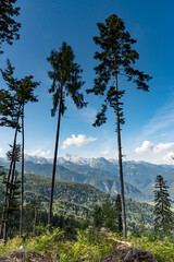 Landscape of Slovenia. Bare fir trees face the mountains of Triglav National Park - 707950540