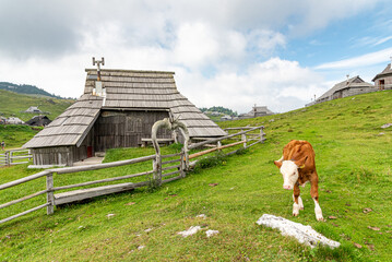Landscape of Slovenia. A calf stands in front of a fence and a traditional farm in Velika Planina. - 707950729