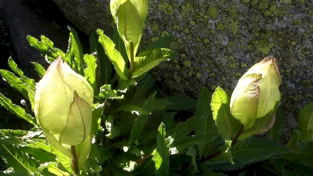 Sacred Brahma Kamal (Saussurea obvallata), revered Himalayan flower, Kinner Kailash Yatra, Himachal Pradesh, India.