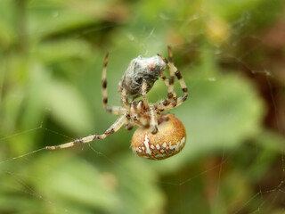 spider on a spider web in the garden. macro close up