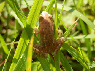 Obraz premium A frog sitting on a green grass in the sun in the summer