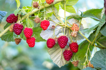 Red ripe raspberries on the branches of a bush in the garden. Organic berry on the farm. A healthy organic berry grown with love in the garden.