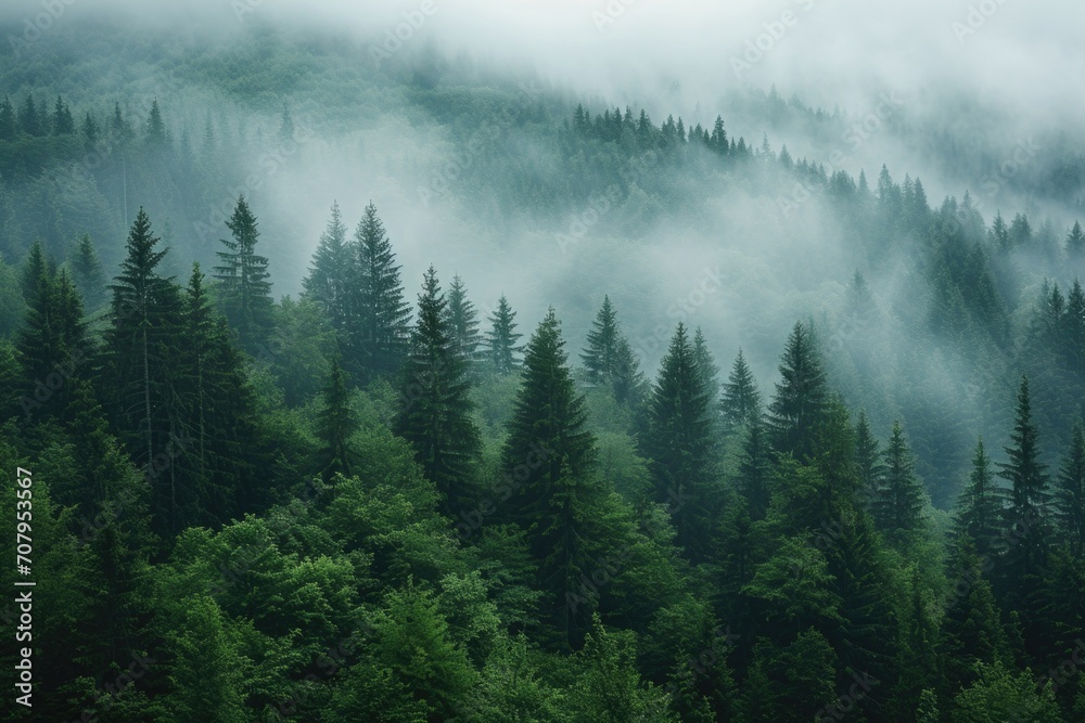 Poster a misty forest with an abundance of tall pine trees. perfect for nature-themed designs and backgroun