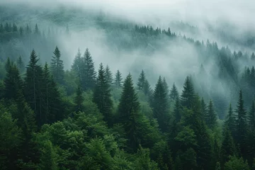 Fotobehang A misty forest with an abundance of tall pine trees. Perfect for nature-themed designs and backgrounds © Fotograf