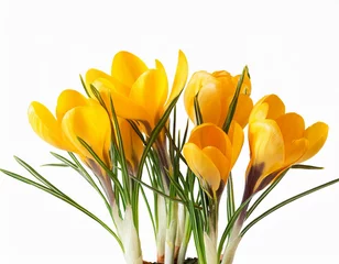 Foto auf Acrylglas gelbe Krokusblüten isoliert auf weißen Hintergrund, Freisteller © oxie99