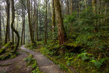 Hiking trail in the forest